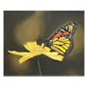 Butterfly by Libby Cartlidge
