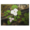 Trilliums by Cindy Kerton